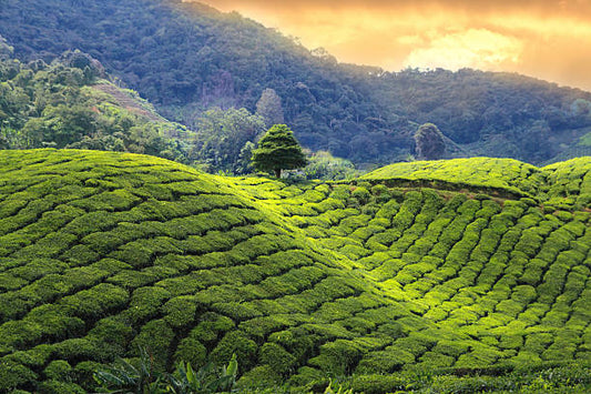 From Valley to Cup: A Journey Through Assam’s Flower Farms